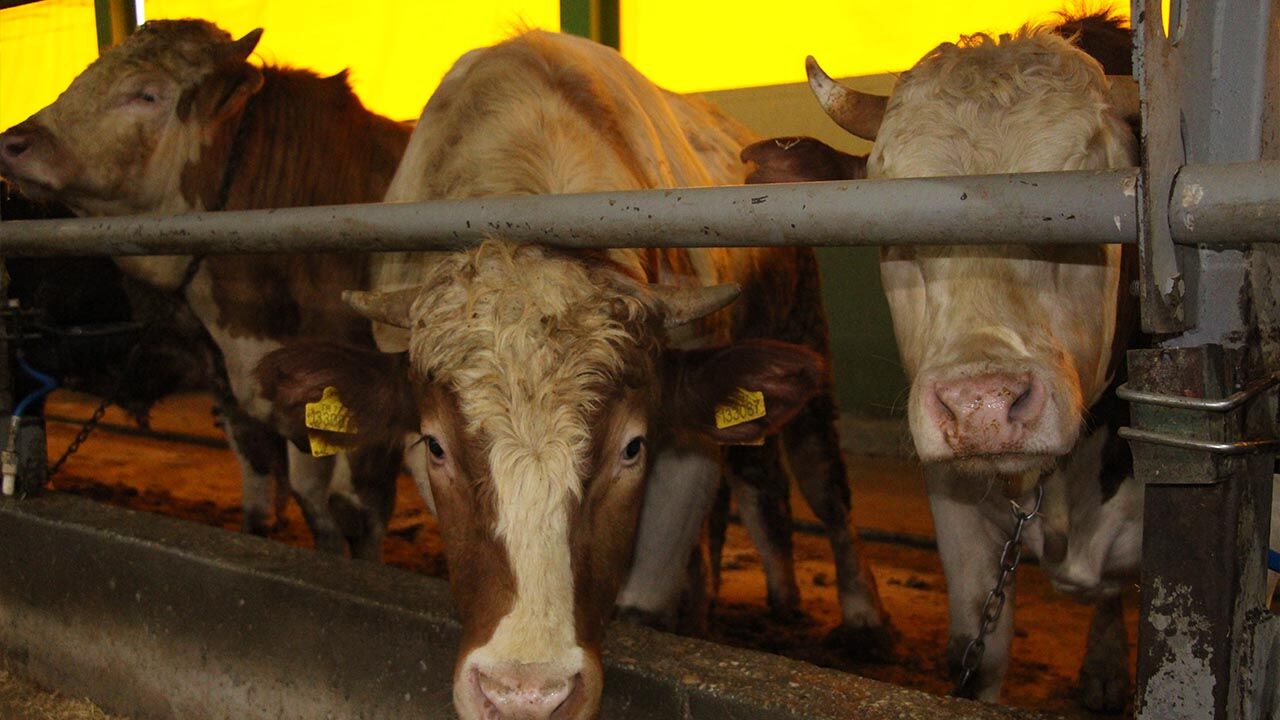 Yalova Kurban Bayram Gulec Kardesler Satis Devam Ediyor (5)