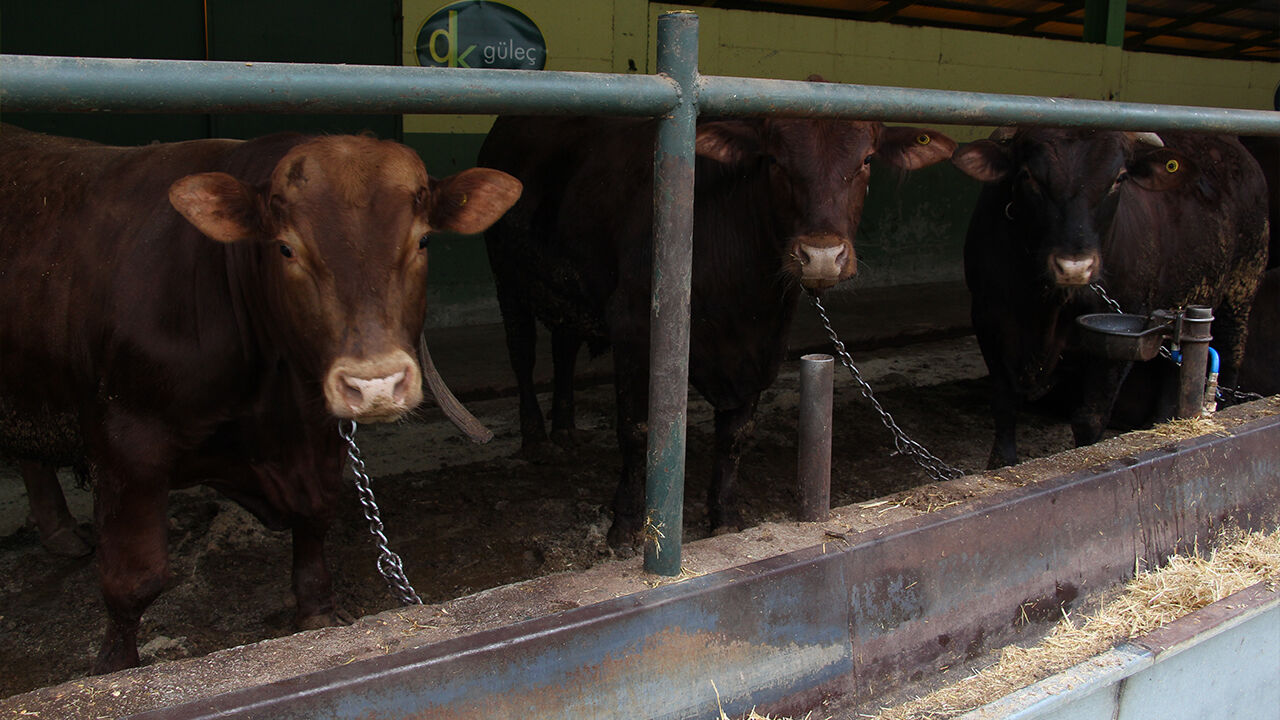 Yalova Kurban Bayram Gulec Kardesler Satis Devam Ediyor (7)