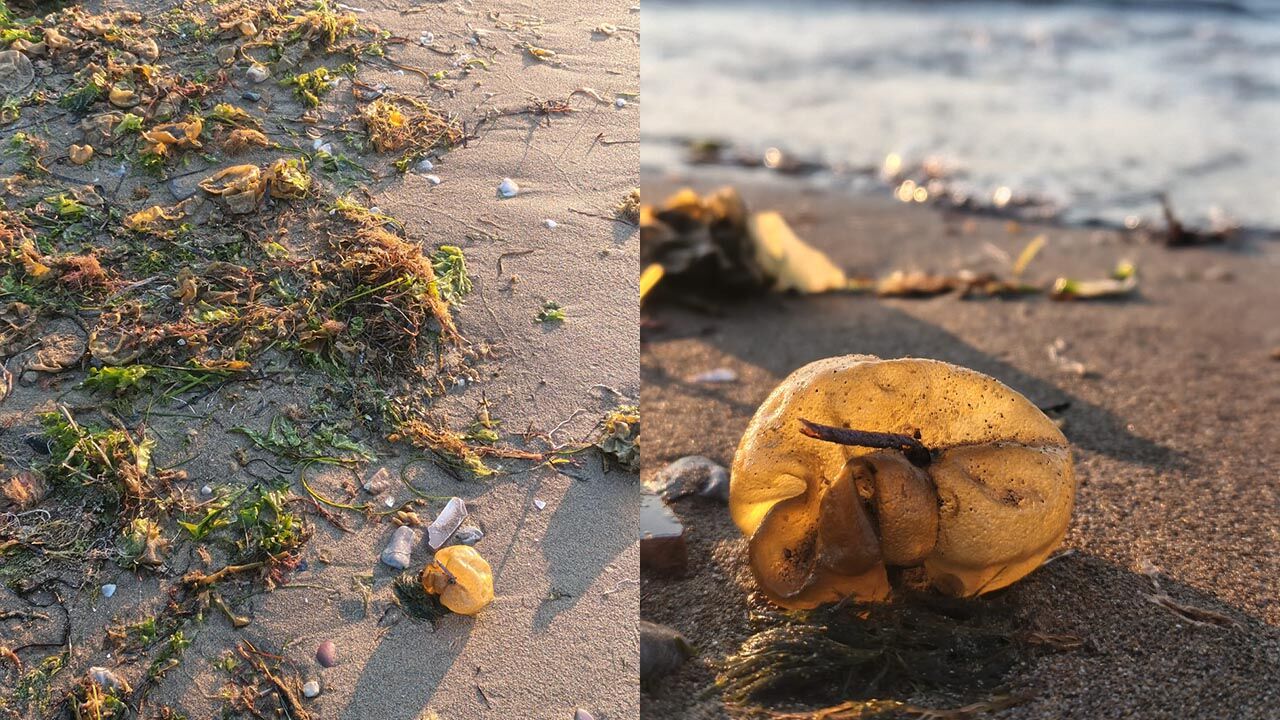 Yalova Merkez Sahil Bant Cokme Merkez Yosun Deniz Haber Gazete Manset (4)