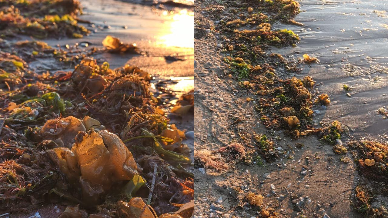 Yalova Merkez Sahil Bant Cokme Merkez Yosun Deniz Haber Gazete Manset (6)