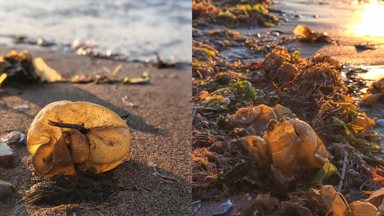 Yalova Sahilinde Esrarengiz İstila (10)