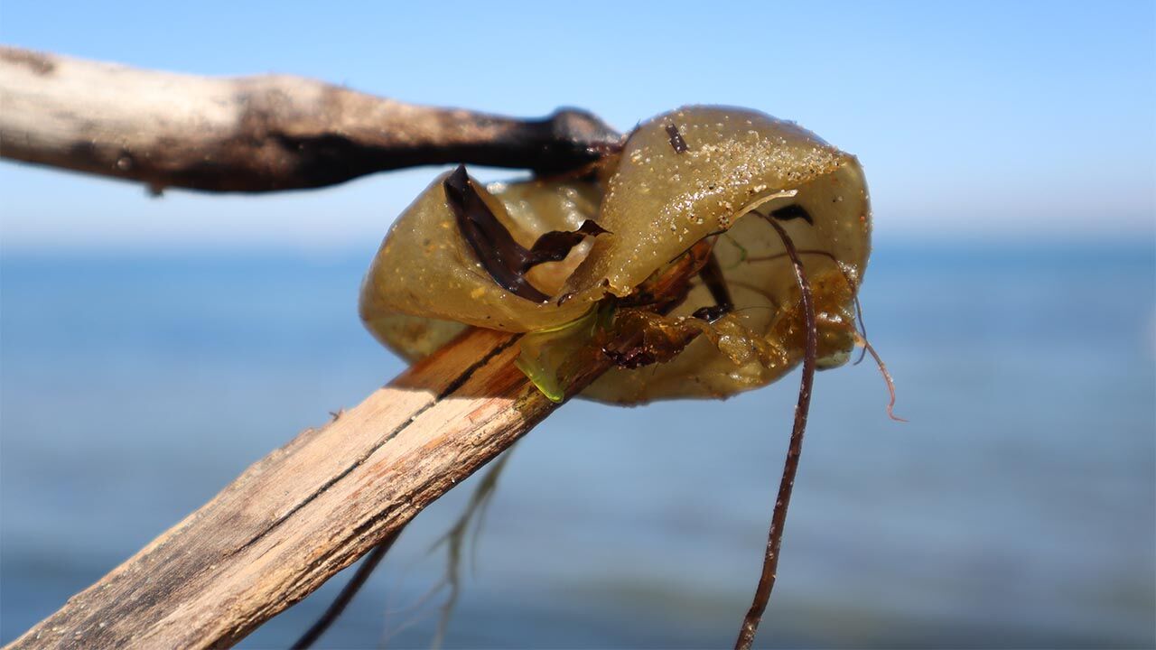 Yalova Sahilinde Esrarengiz İstila (2)