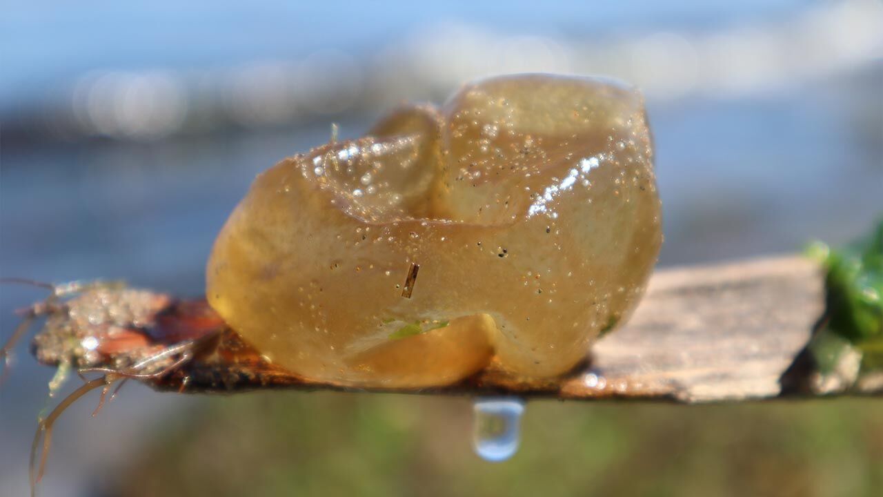 Yalova Sahilinde Esrarengiz İstila (3)