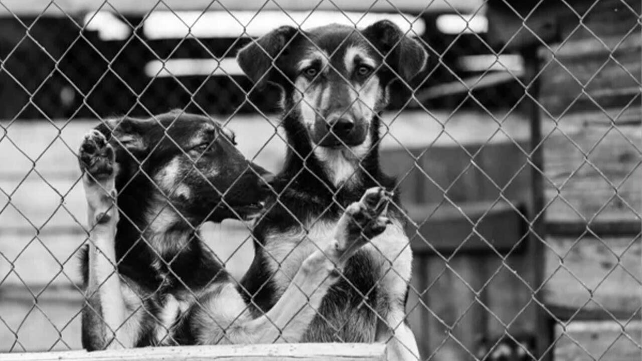 Yalova’da Sahipsiz Hayvanlar İçin Flaş Karar 1 Haziran Son Tarih (3)