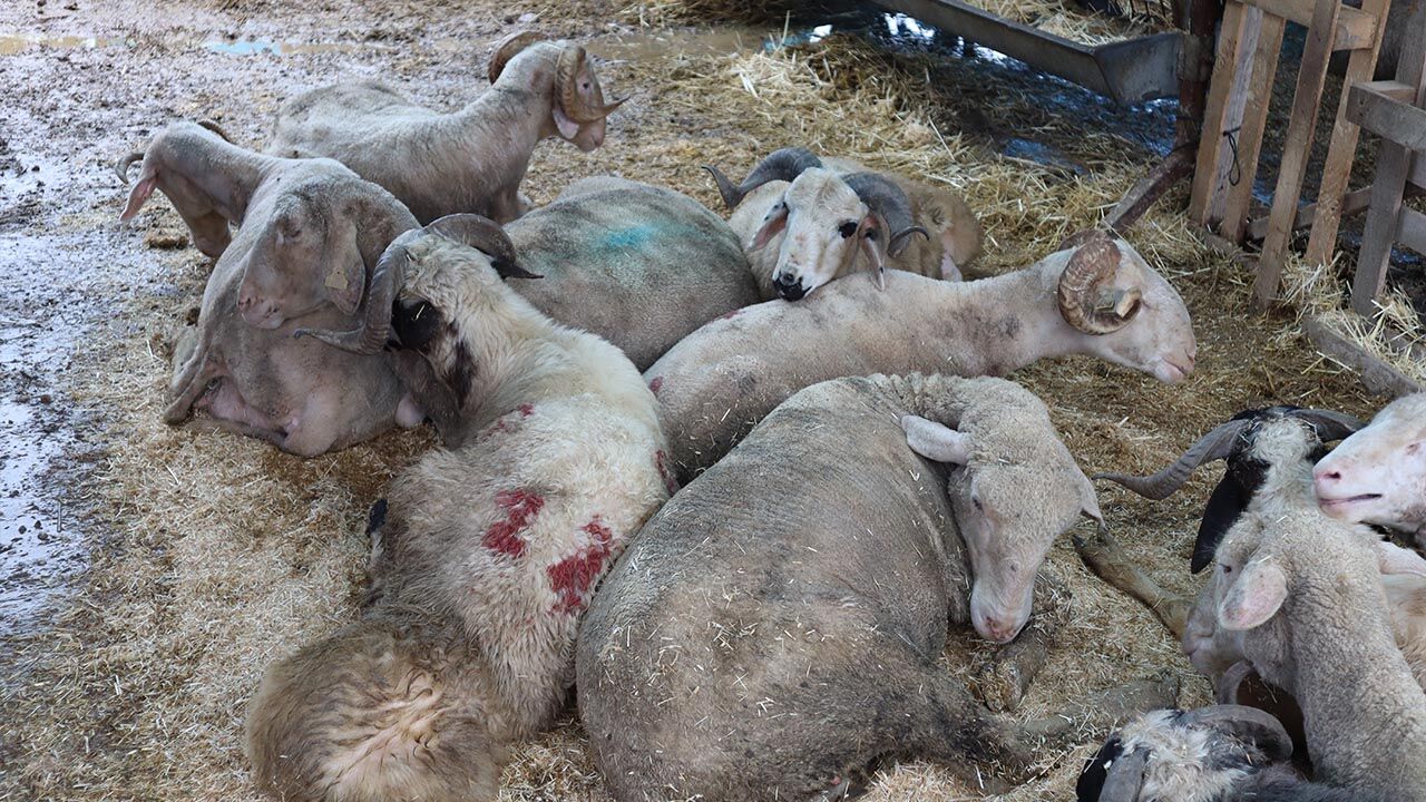 Kurban Pazarında Besicilerin Zorlu Mücadelesi Haber (2)