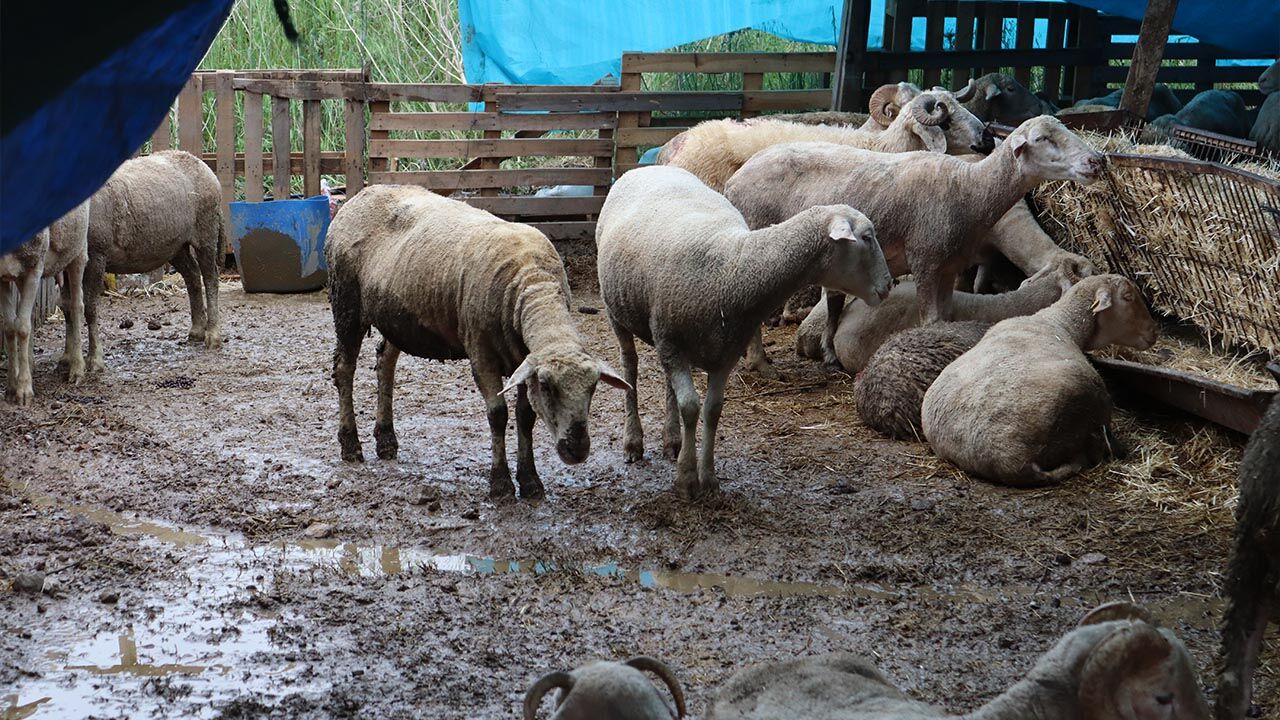 Kurban Pazarında Besicilerin Zorlu Mücadelesi Haber (9)
