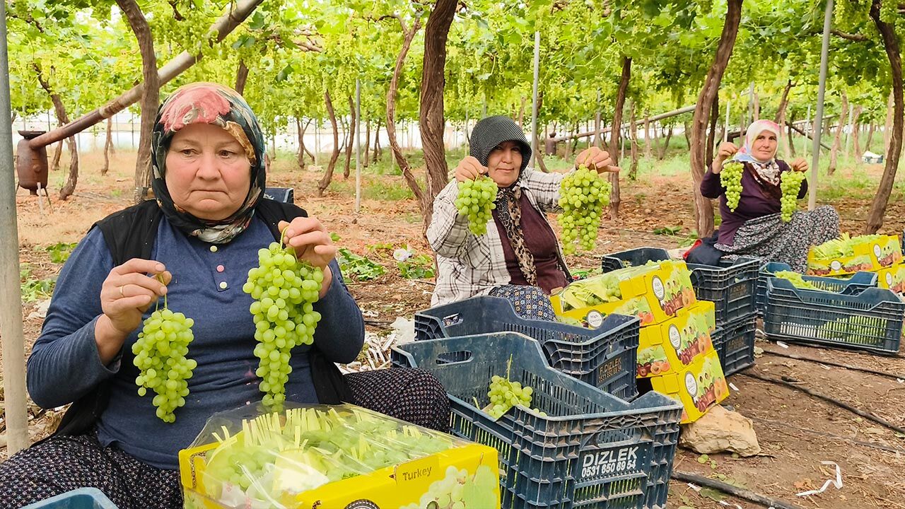 Yalova Mersin Silifke Inci Uzum Ilk Hasat (1)