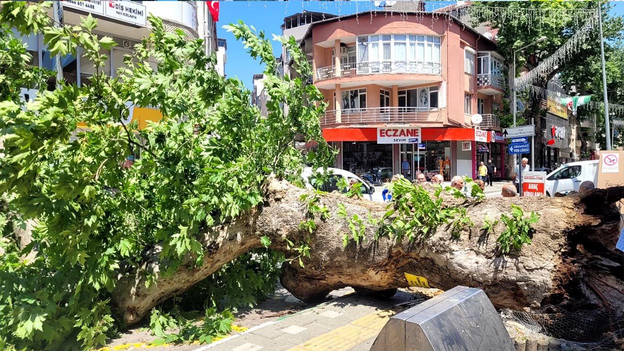 Yalova Caddesi’nde Asırlık Çınar Yola Devrildi (3)
