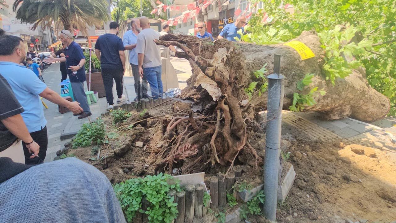 Yalova Caddesi’nde Asırlık Çınar Yola Devrildi (5)