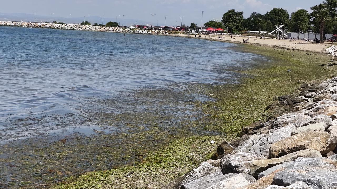 Yalova Gazipasa Caddesi Marmara Denizi Yosun Tepki (2)