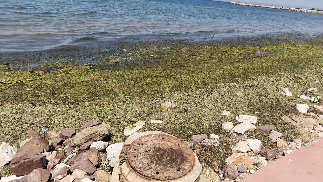 Yalova Gazipasa Caddesi Marmara Denizi Yosun Tepki (4)