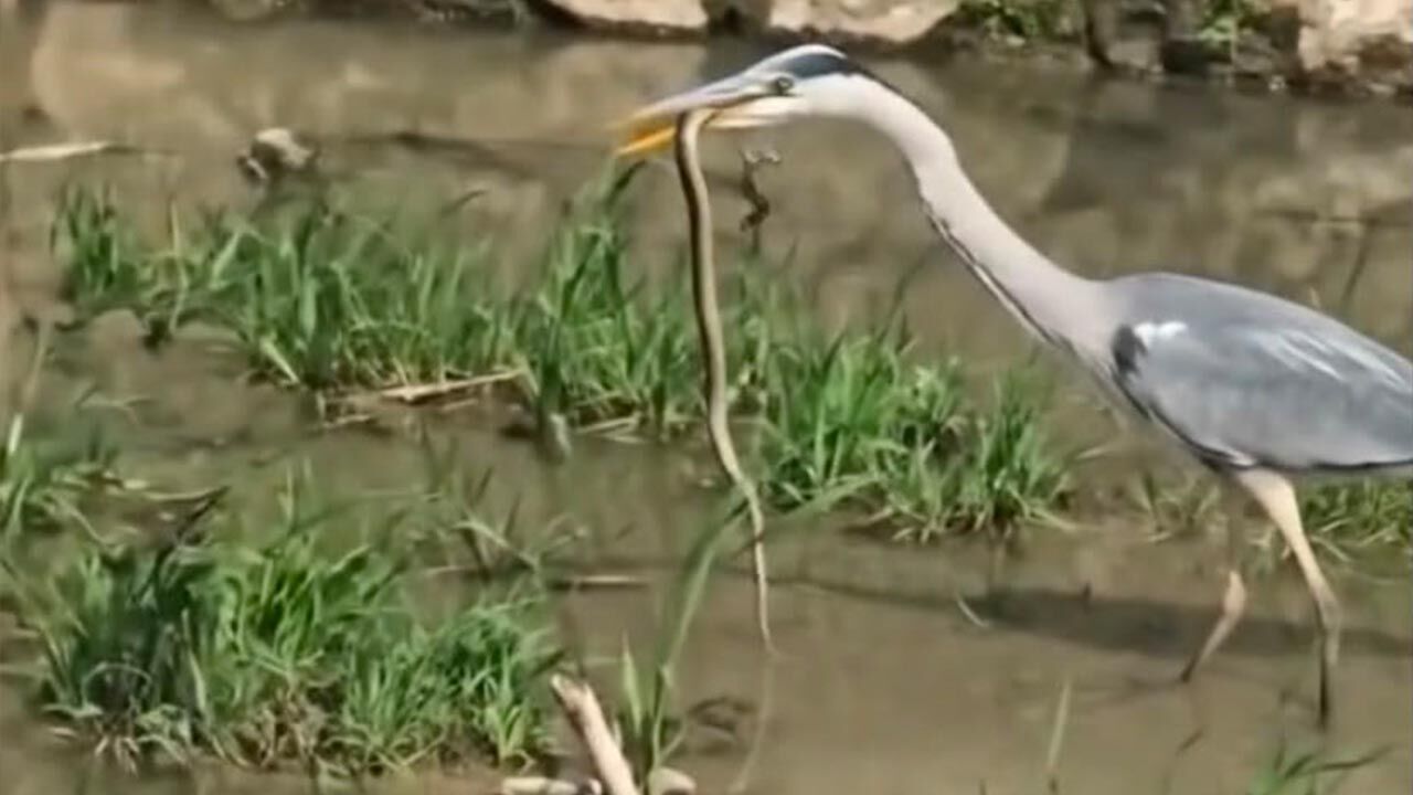 Safran Deresi Yılan Goruntusu