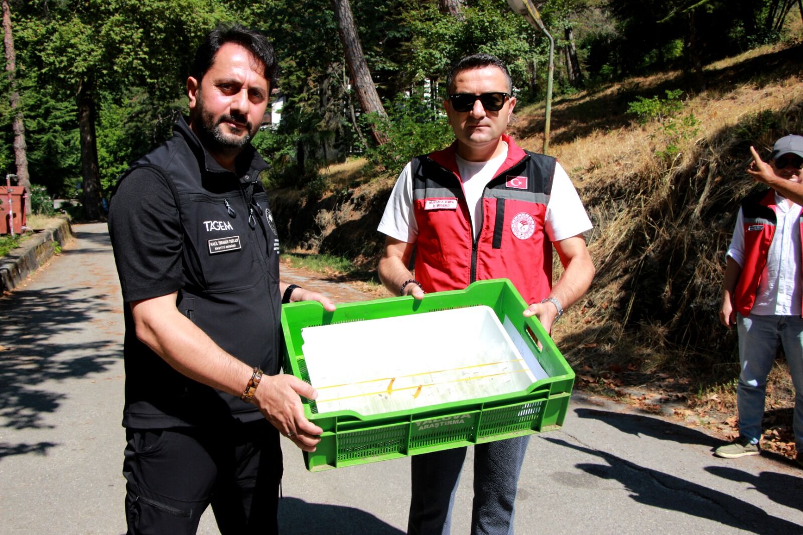 Yalova Altinova Termal Cinarcik Kahverengi Kokarca Mucadele Samuray Arisi Doga Salinim (4)
