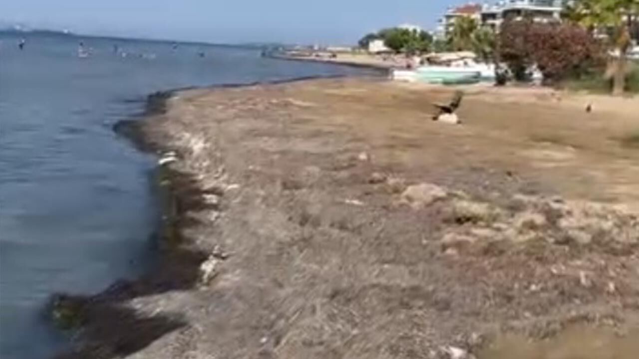 Yalova Ciftlikkoy Sahil Yol Yosun Kotu Koku Sikayet (2)