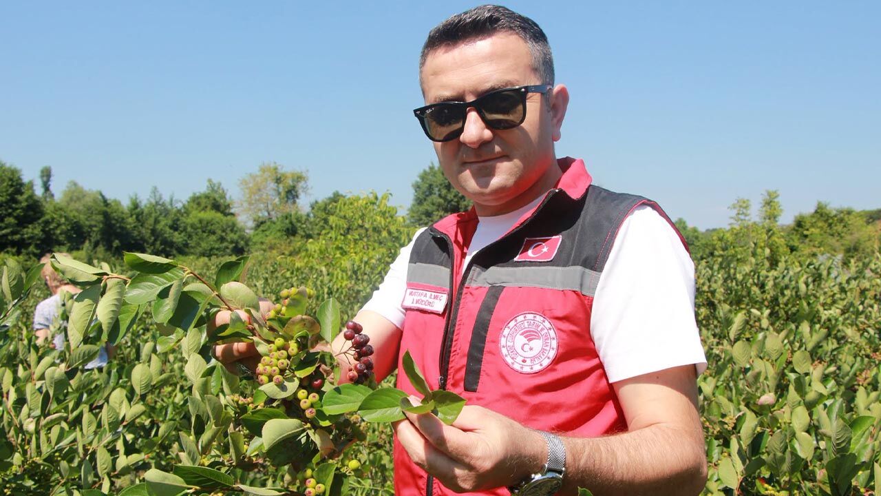 Yalova Il Tarim Orman Mudurluk Ortaburun Aronya Uretici Inceleme (2)