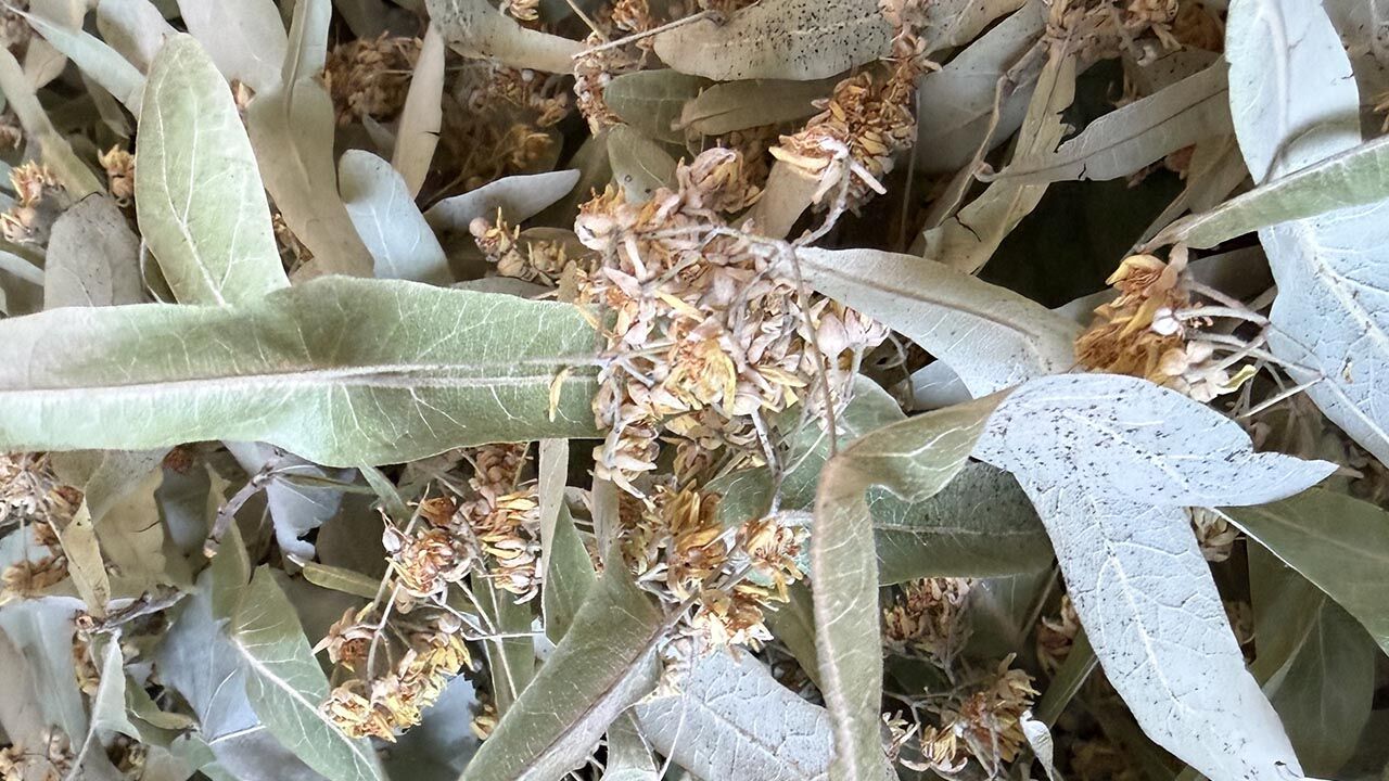 Yalova Samanli Daglari Ihlamur (4)