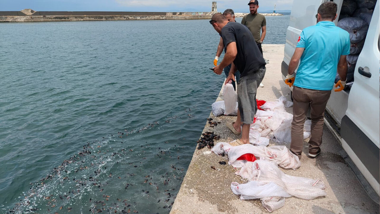 Yalova’da 3 Ton Kaçak Midye Ele Geçirildi (2)