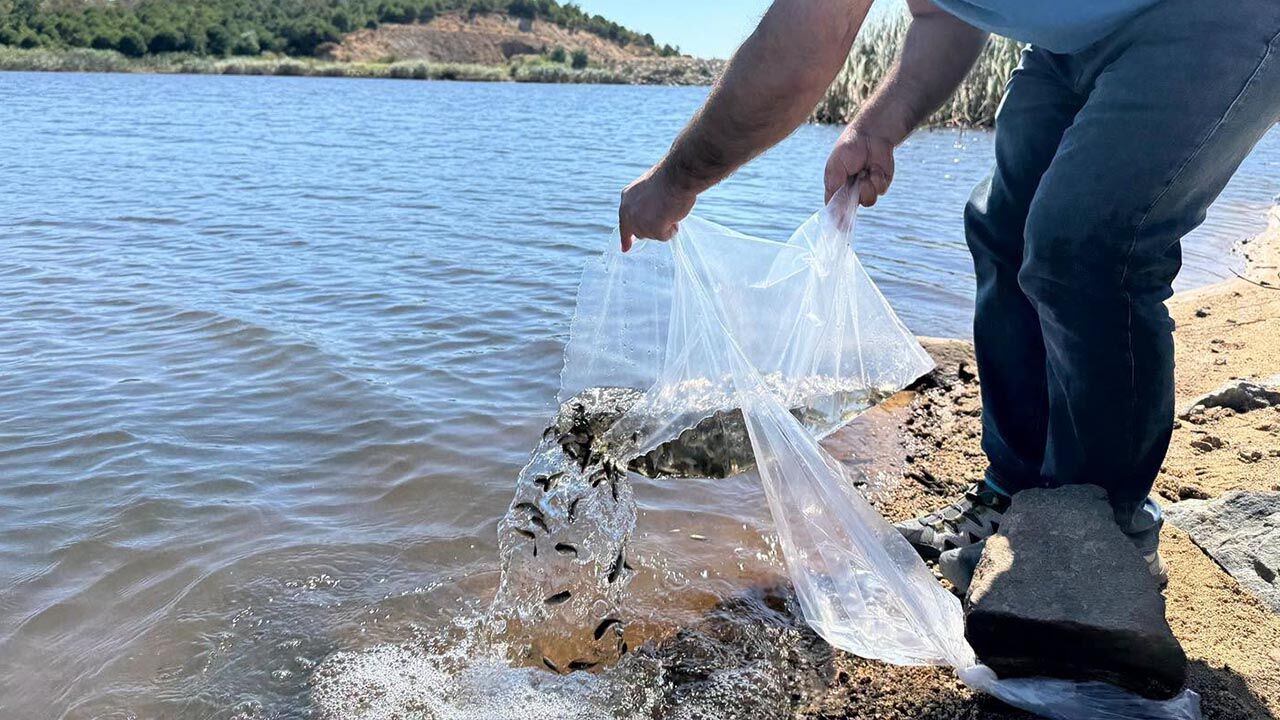 Yalova Il Tarim Orman Mudurluk Armutlu Golet Yavru Sazan (4)