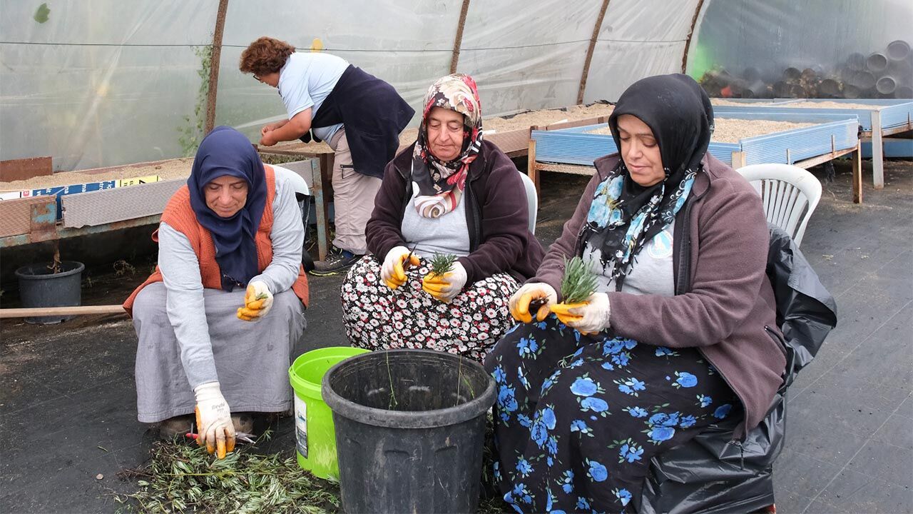 Çiftlikköy Belediyesi’nde Kış Dönemi Bitki Üretimleri Başladı (2)