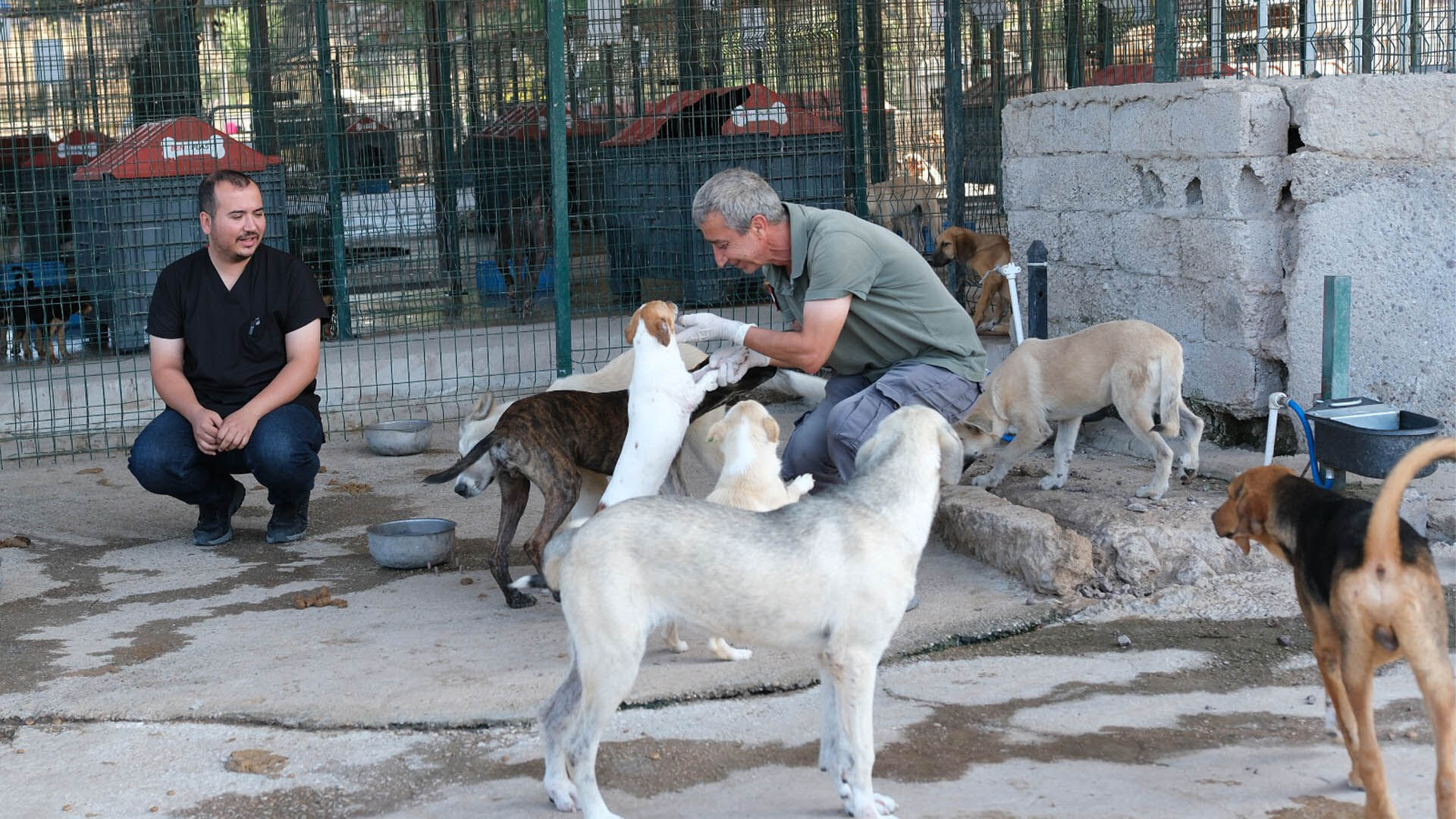 Ciftlikkoy Sokak Hayvanlarına Yardım (1)