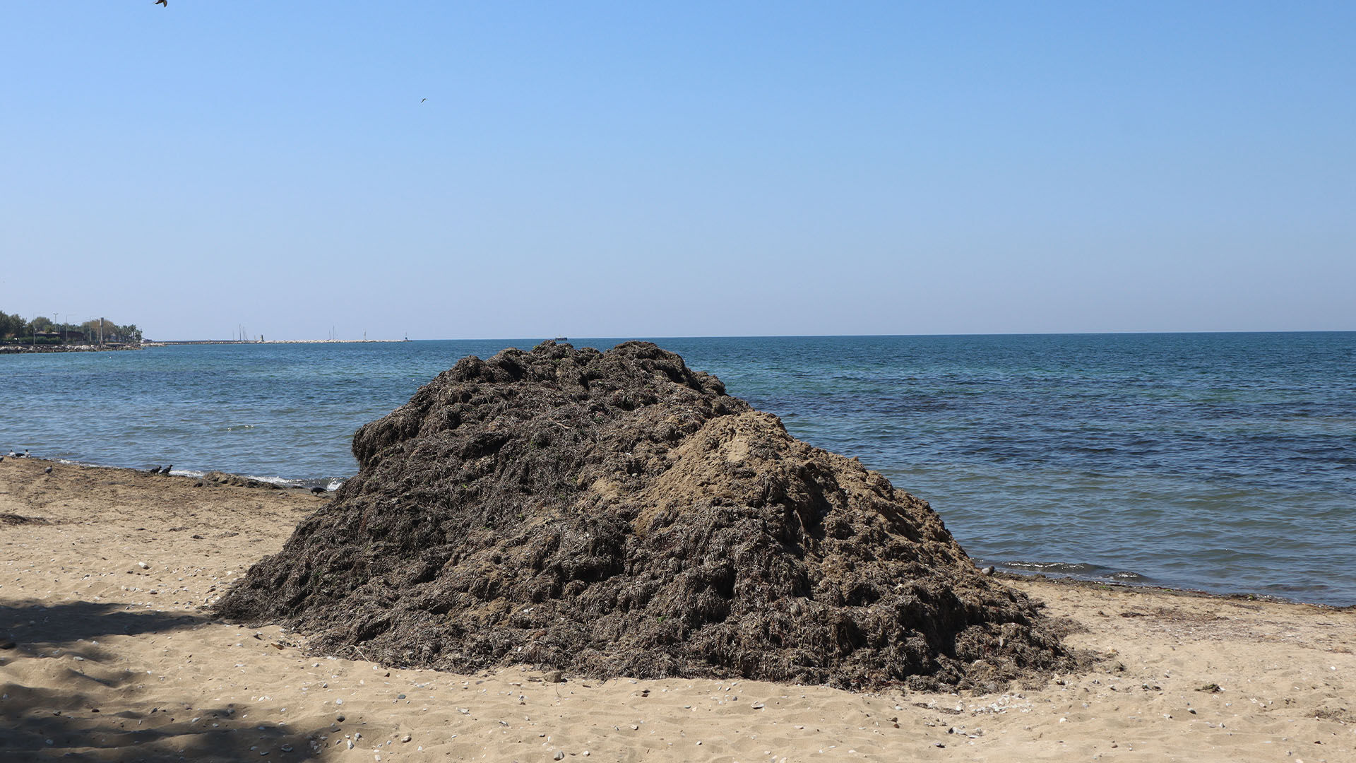 Yalova Akasya Plajı Yosun Sorunu (2)