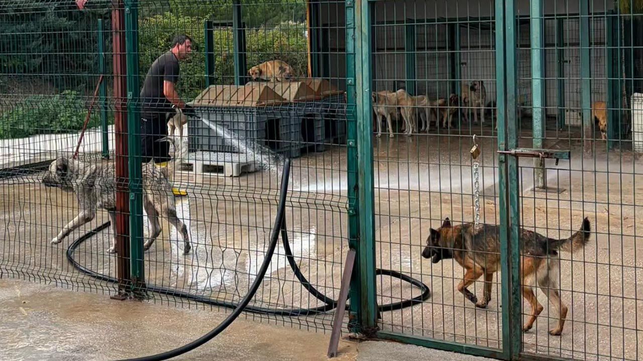 Çınarcık’ta Sokak Hayvanları İçin Rehabilitasyon Merkezi Temizleniyor