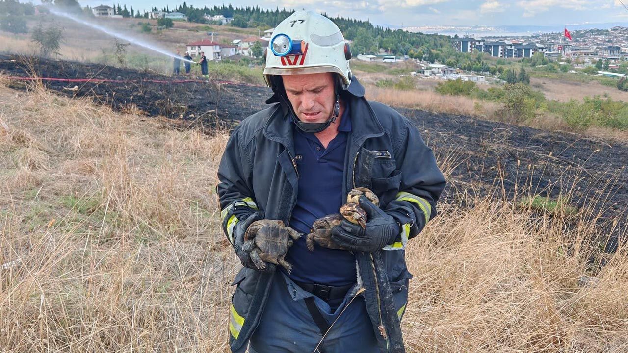 Yalova’da Alevlerden 11 Kaplumbağa Kurtarıldı