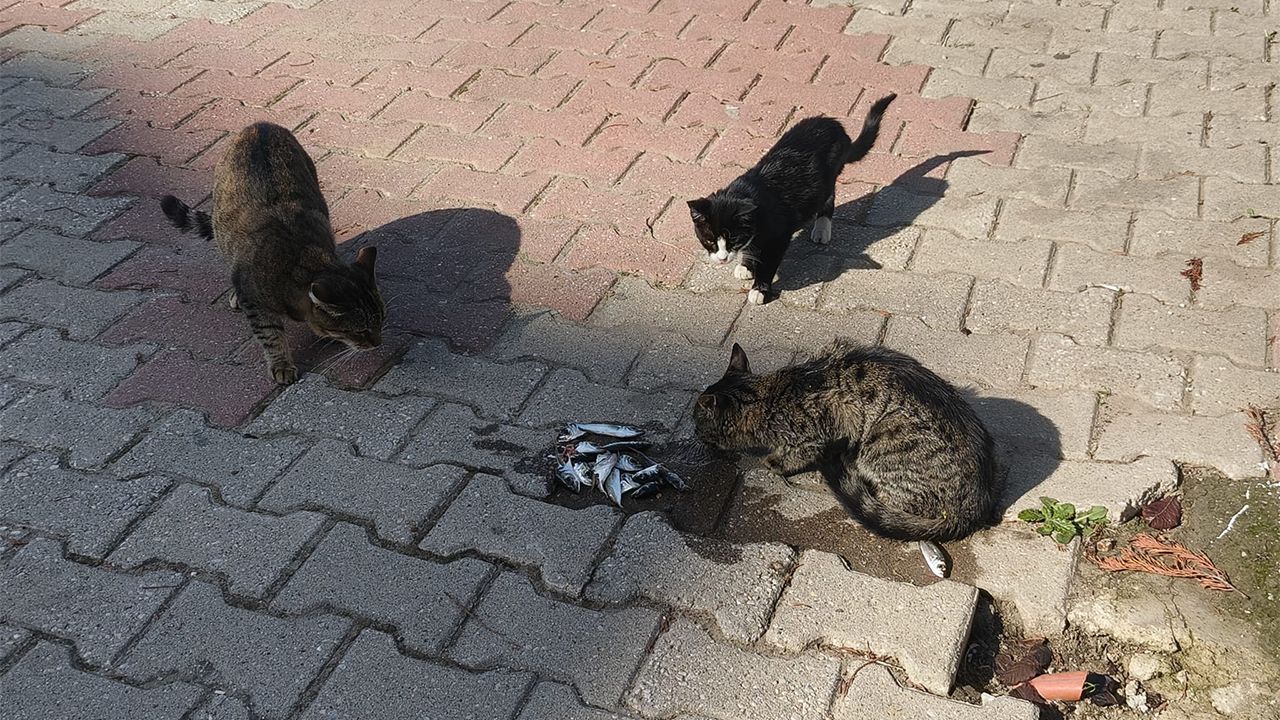 Esenköy Sahili’nde Kedilerin Balık Ziyafeti (1)-1
