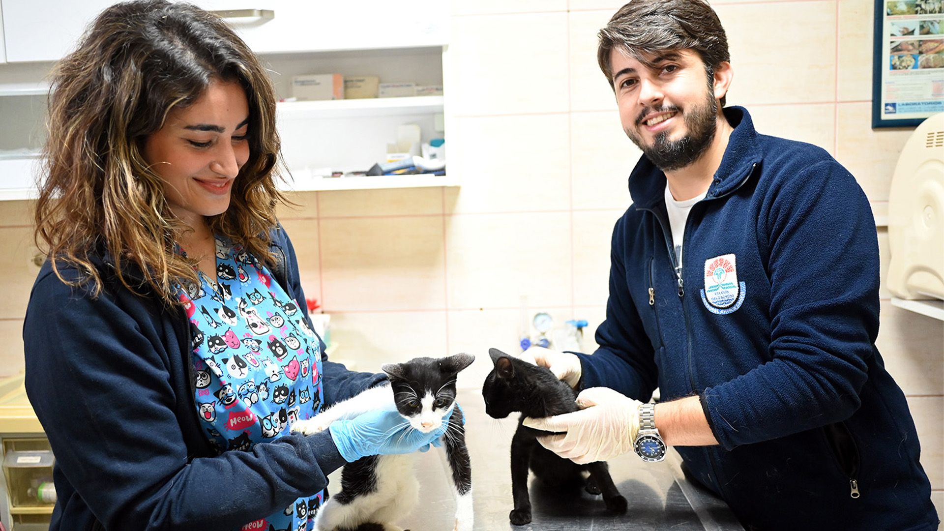 Yalovada Sahipsiz Hayvanlar Icın Calısmalar Suruyor (2)