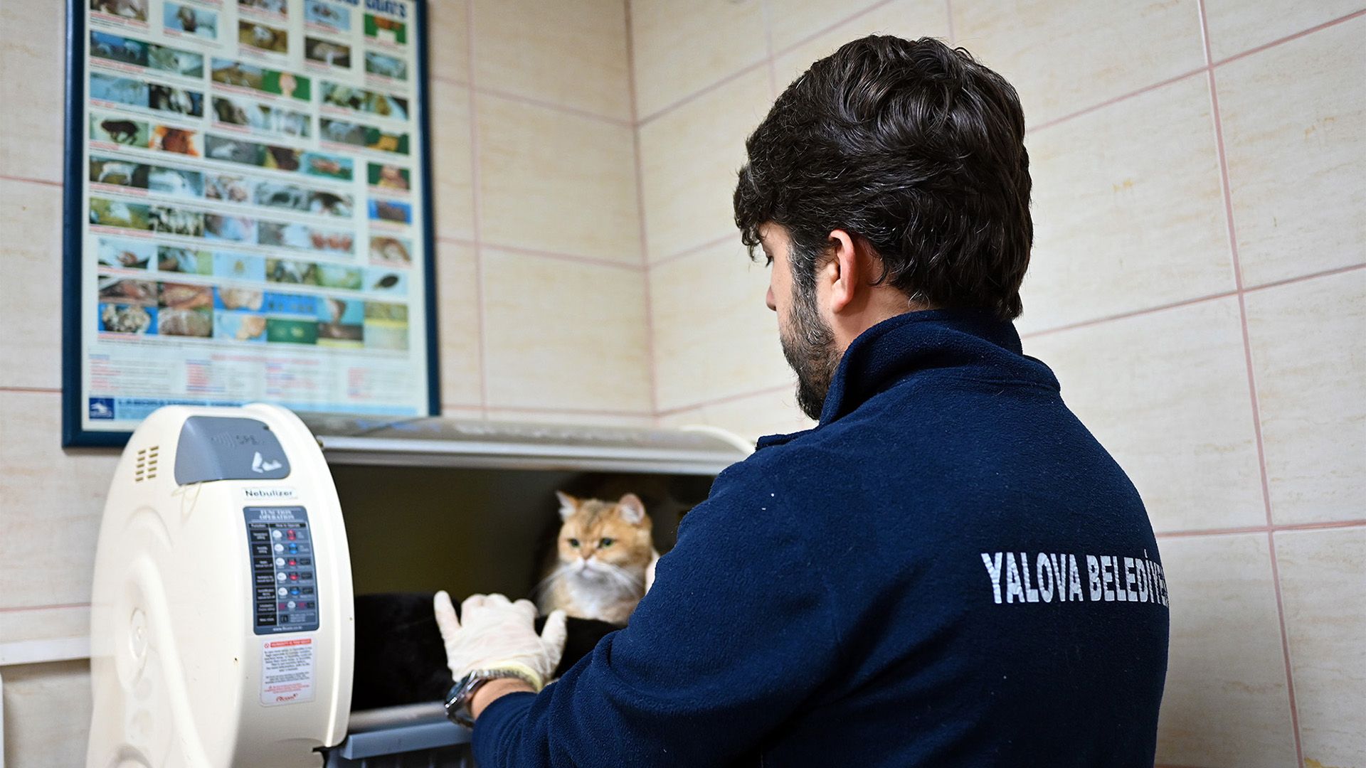 Yalovada Sahipsiz Hayvanlar Icın Calısmalar Suruyor (3)
